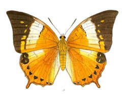 Imagem de Charaxes bernardus Fabricius 1793