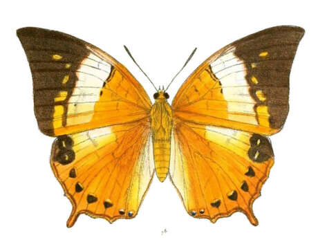 صورة Charaxes bernardus Fabricius 1793