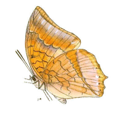 Imagem de Charaxes bernardus Fabricius 1793