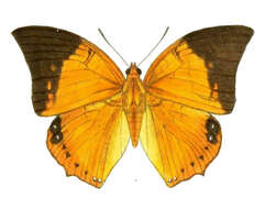 Image of Charaxes bernardus Fabricius 1793