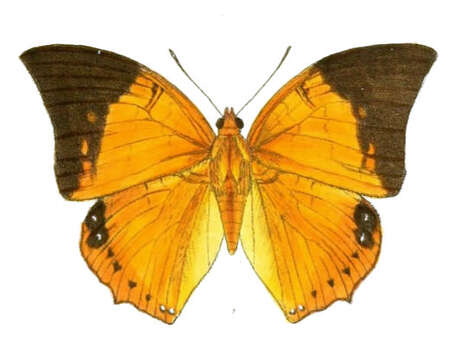 Imagem de Charaxes bernardus Fabricius 1793