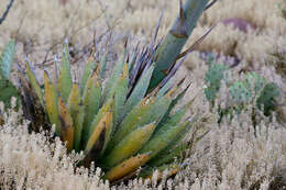 Image de Agave gracilipes Trel.