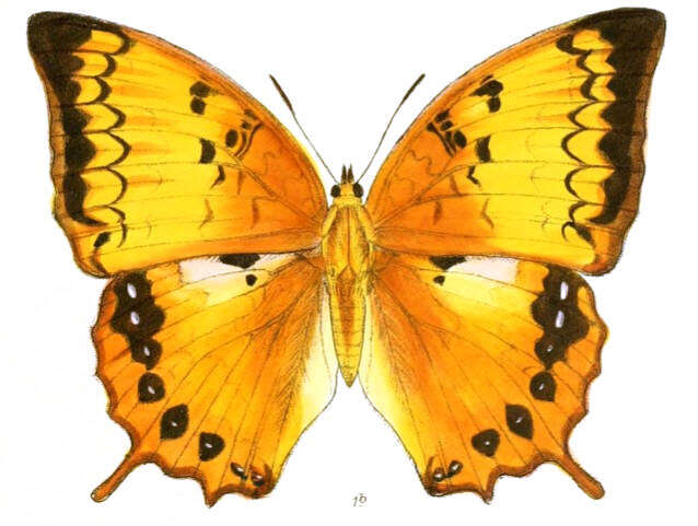 Charaxes kahruba resmi