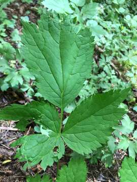 Image of Baneberry