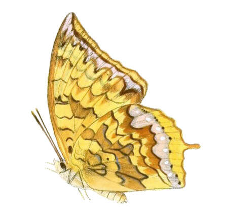 Charaxes kahruba resmi