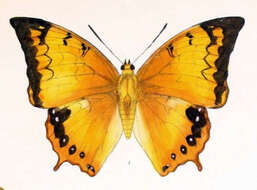 Charaxes kahruba resmi