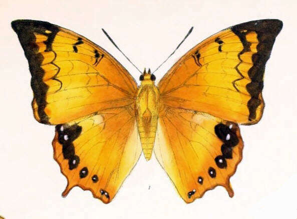 Charaxes kahruba resmi