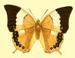 Image of Charaxes psaphon Westwood 1848