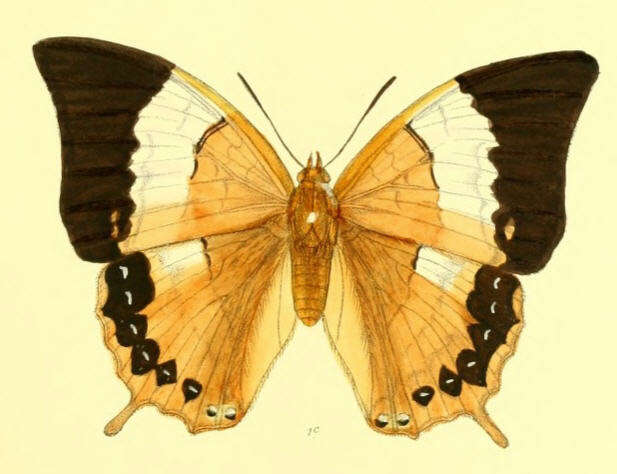 Image of Charaxes psaphon Westwood 1848