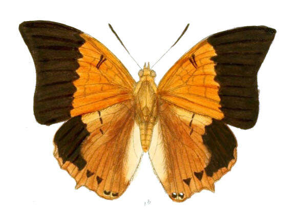 Image of Charaxes psaphon Westwood 1848