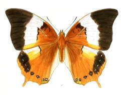 Image of Charaxes psaphon Westwood 1848