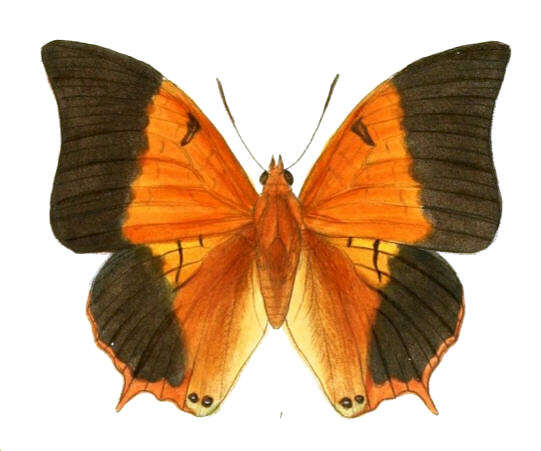 Image of Charaxes psaphon Westwood 1848