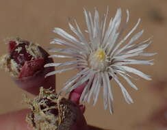 Image of Mesembryanthemum tetragonum Thunb.