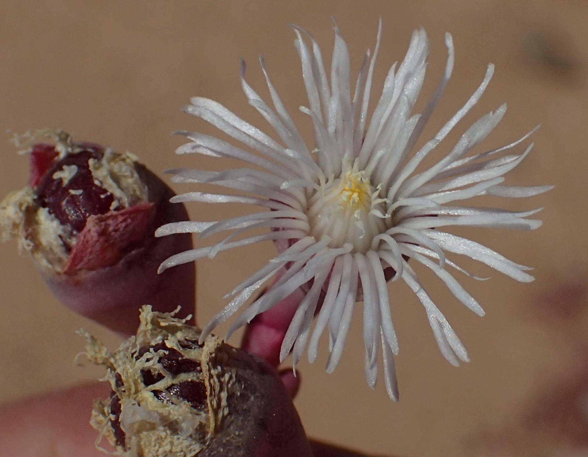 Image of Mesembryanthemum tetragonum Thunb.