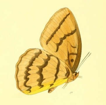 Image of Melanocyma