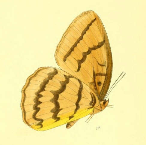 Image of Melanocyma faunula