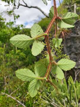 Plancia ëd Cyphostemma glandulosopilosum Descoings