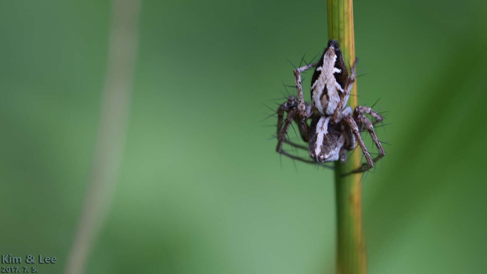 Image of Oxyopes licenti Schenkel 1953