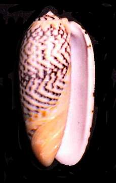 Image of <i>Oliva reticularis</i>