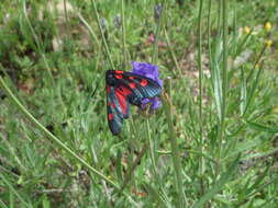 Image of Zygaena trifolii Esper 1783