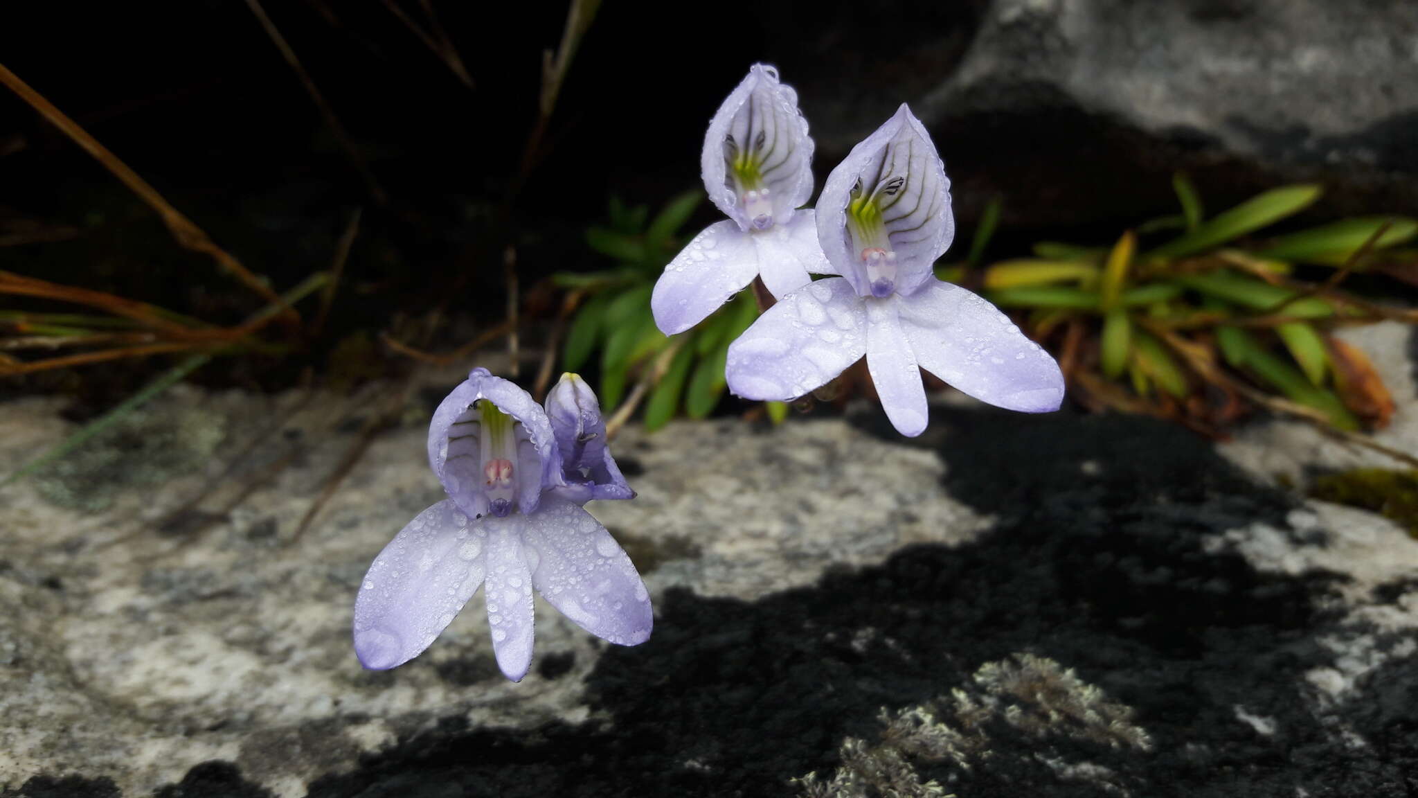 Image de Disa maculata L. fil.