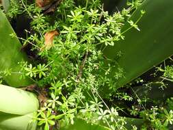 Image of Mexican bedstraw