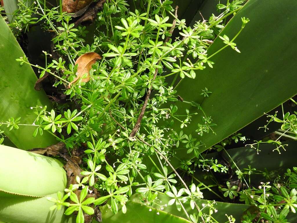 Image of Mexican bedstraw