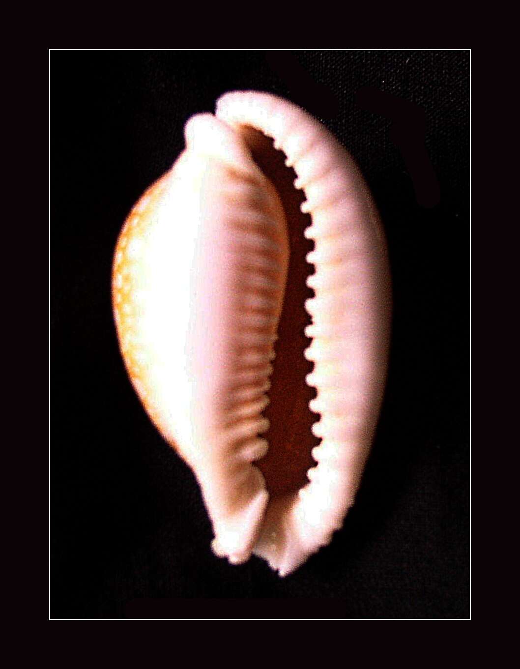 Image of Fuzzy cowrie shell