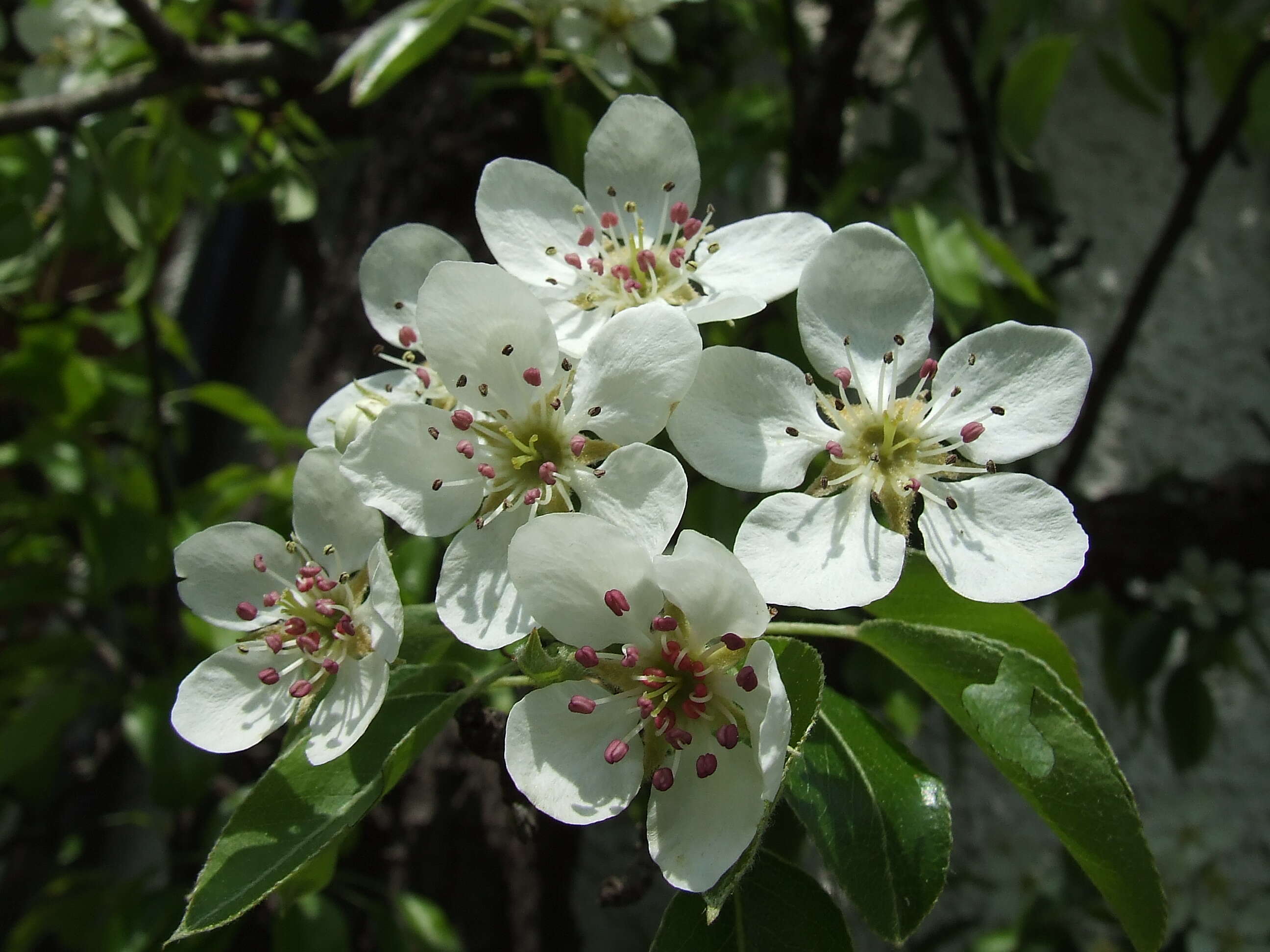 Слика од Pyrus communis L.