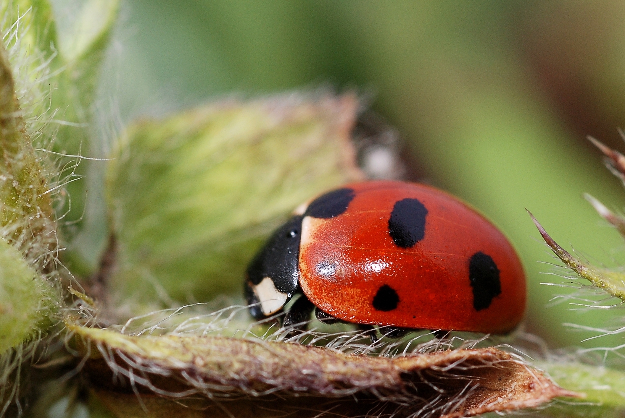 coccinella carabiniere coccinella carabiniere