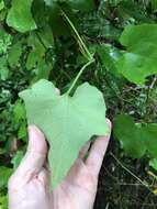 Image of American Melonleaf