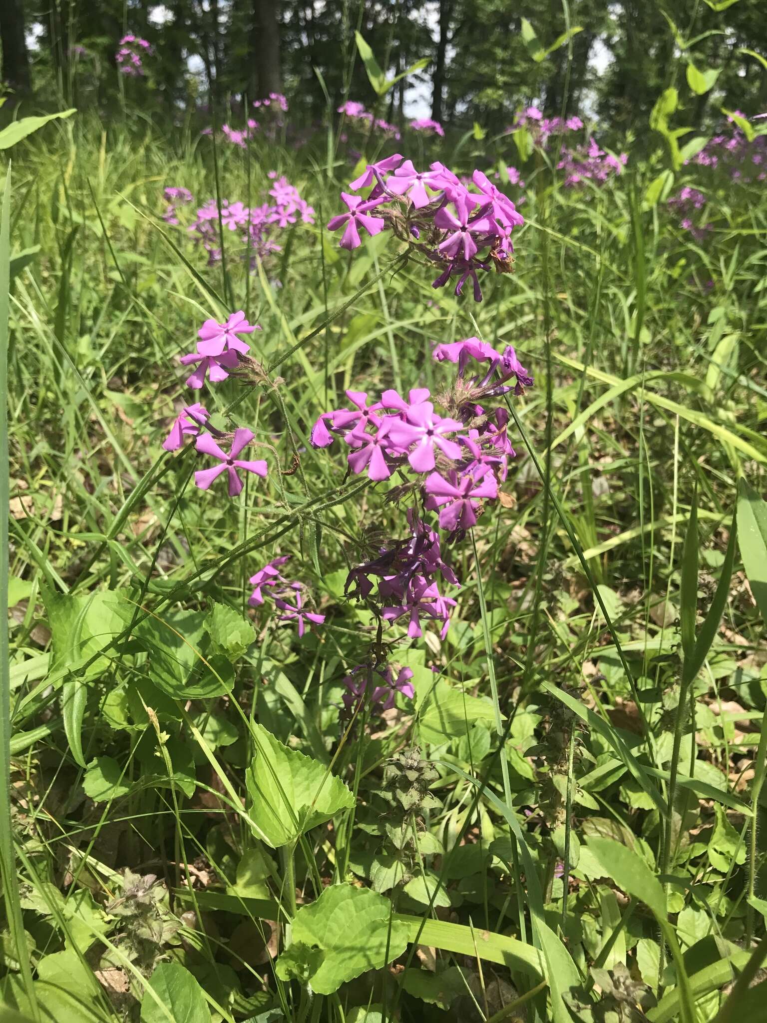 Imagem de Phlox pilosa subsp. sangamonensis D. A. Levin & D. M. Sm.