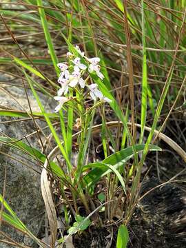 Imagem de Disa saxicola Schltr.