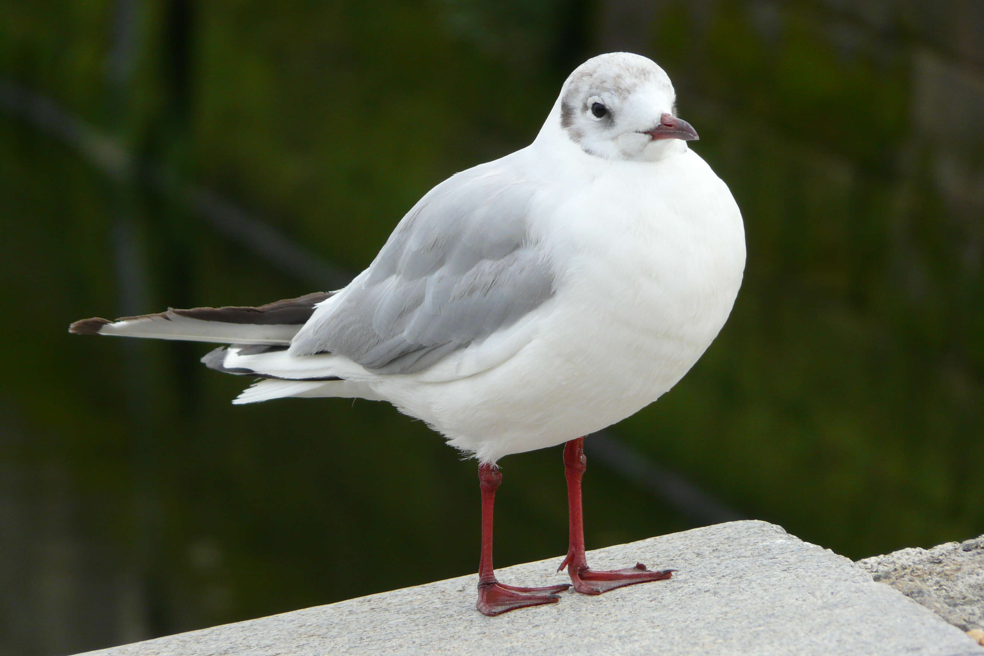 Image of Black-headed Gull