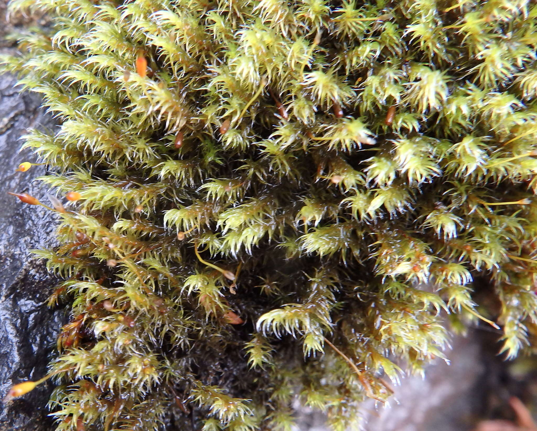 Image of racomitrium moss