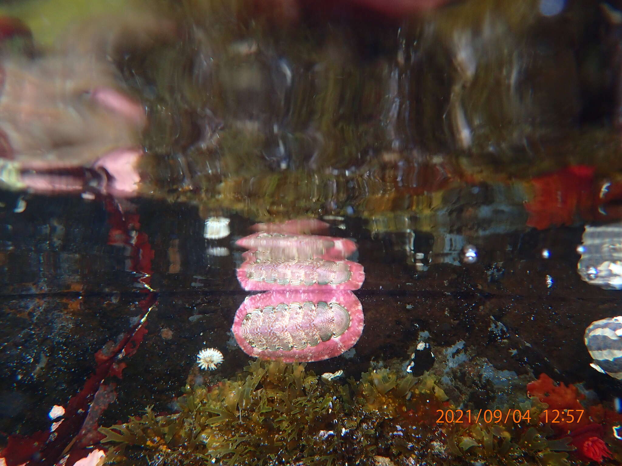 Imagem de Onithochiton quercinus (Gould 1846)