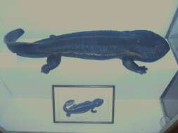 Image of Japanese Giant Salamander