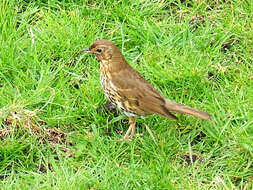 Image of Song Thrush