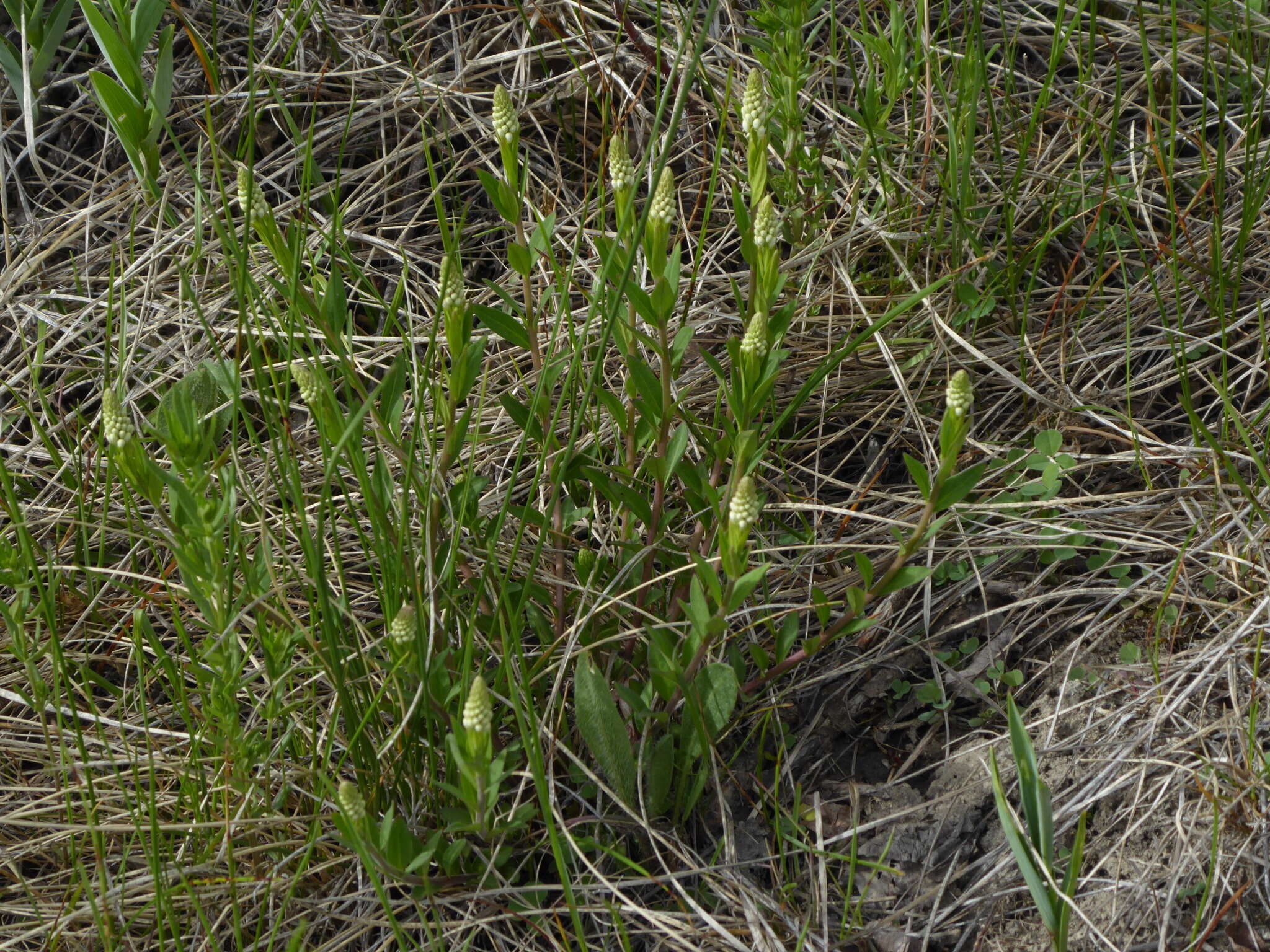 Image of Seneca snakeroot