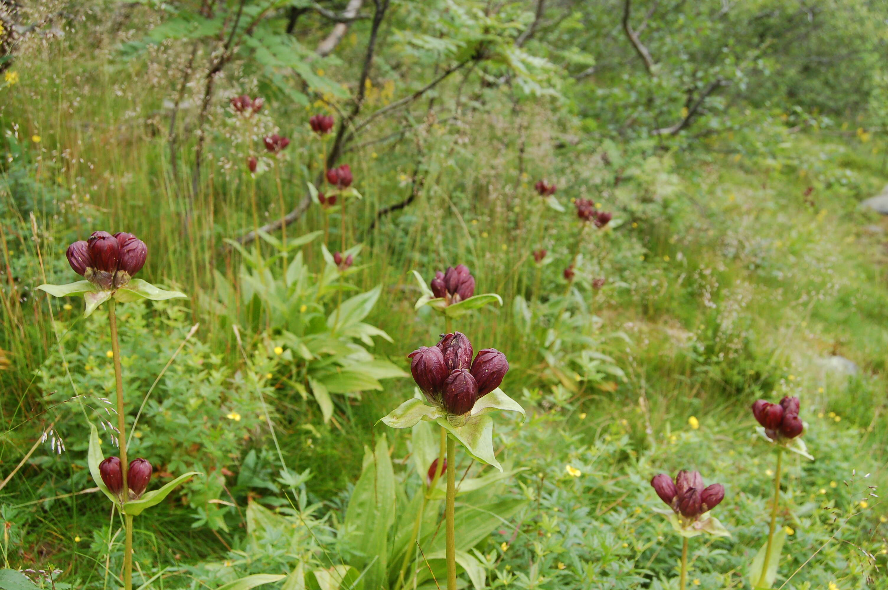 Image of Gentiana purpurea L.