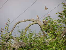 Image of Song Thrush