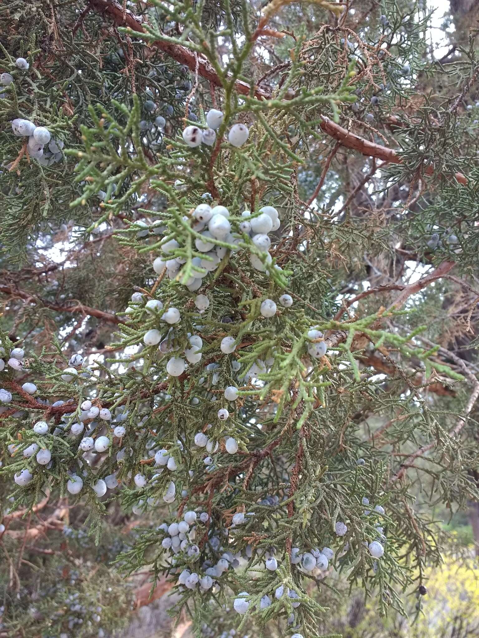 Imagem de Juniperus occidentalis Hook.