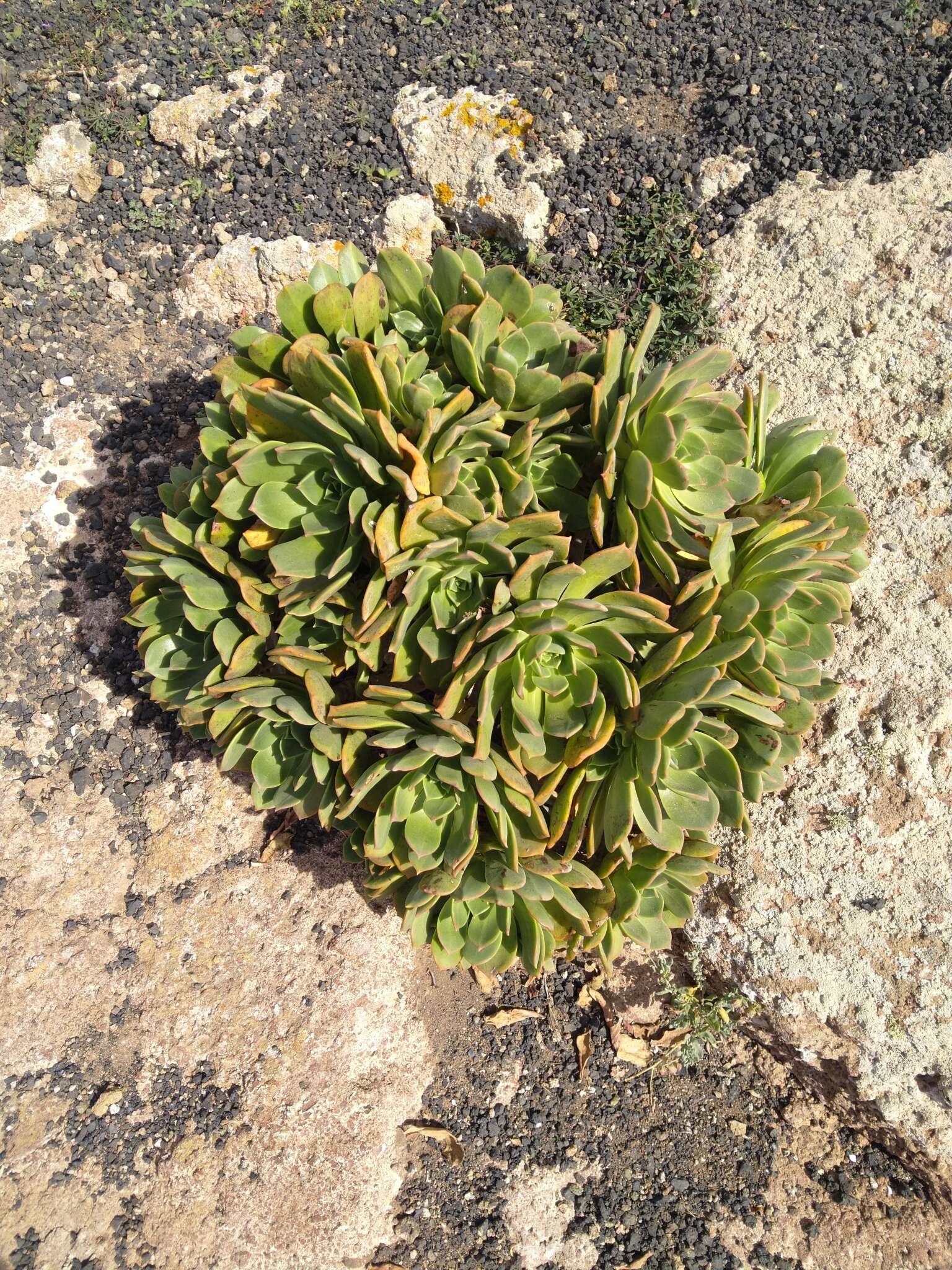 Image of Aeonium lancerottense (Praeger) Praeger