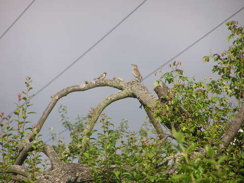 Image of Song Thrush