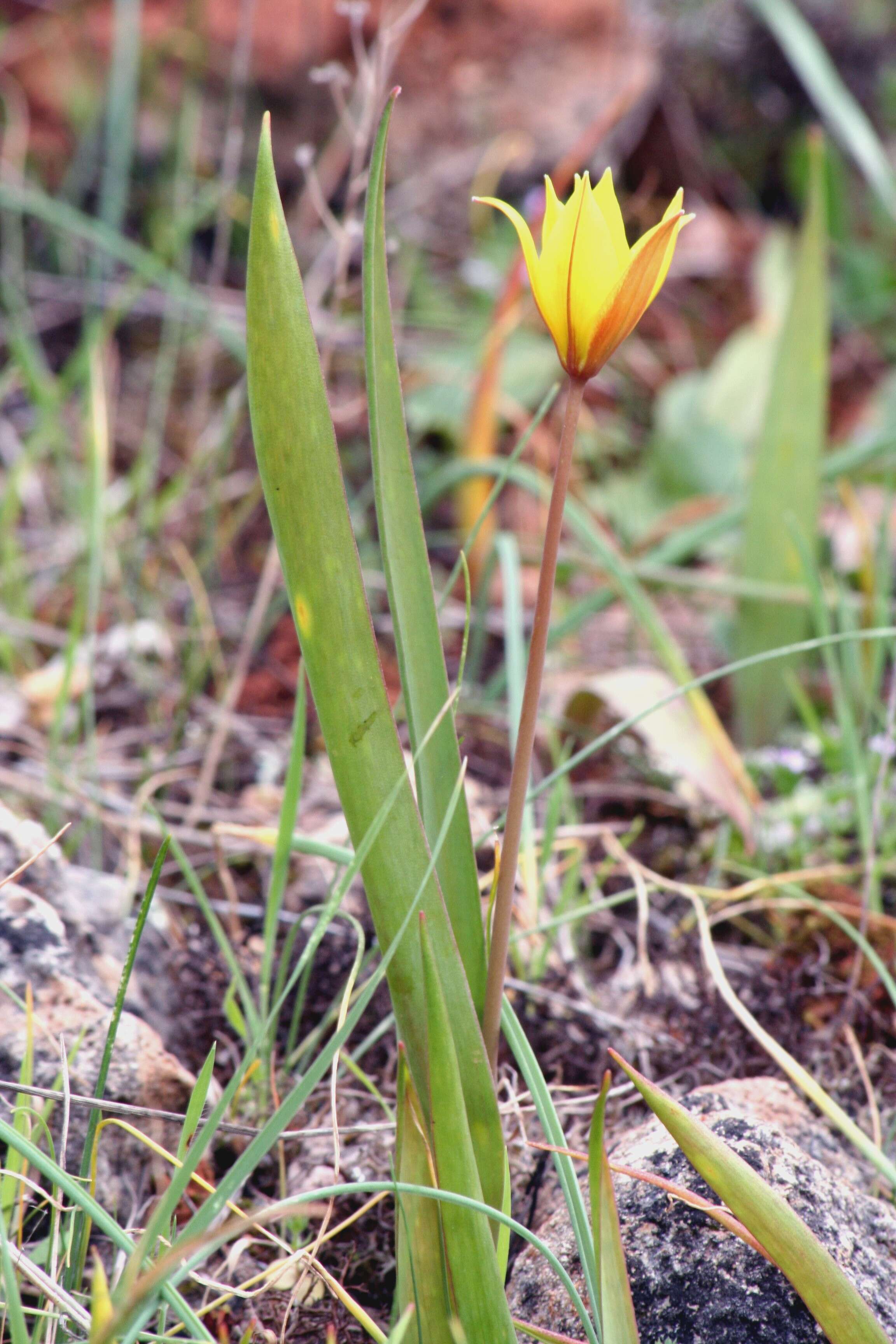 Image of Wild tulip