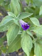 Sivun Ruellia californica subsp. californica kuva