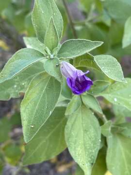 صورة Ruellia californica (Rose) I. M. Johnston