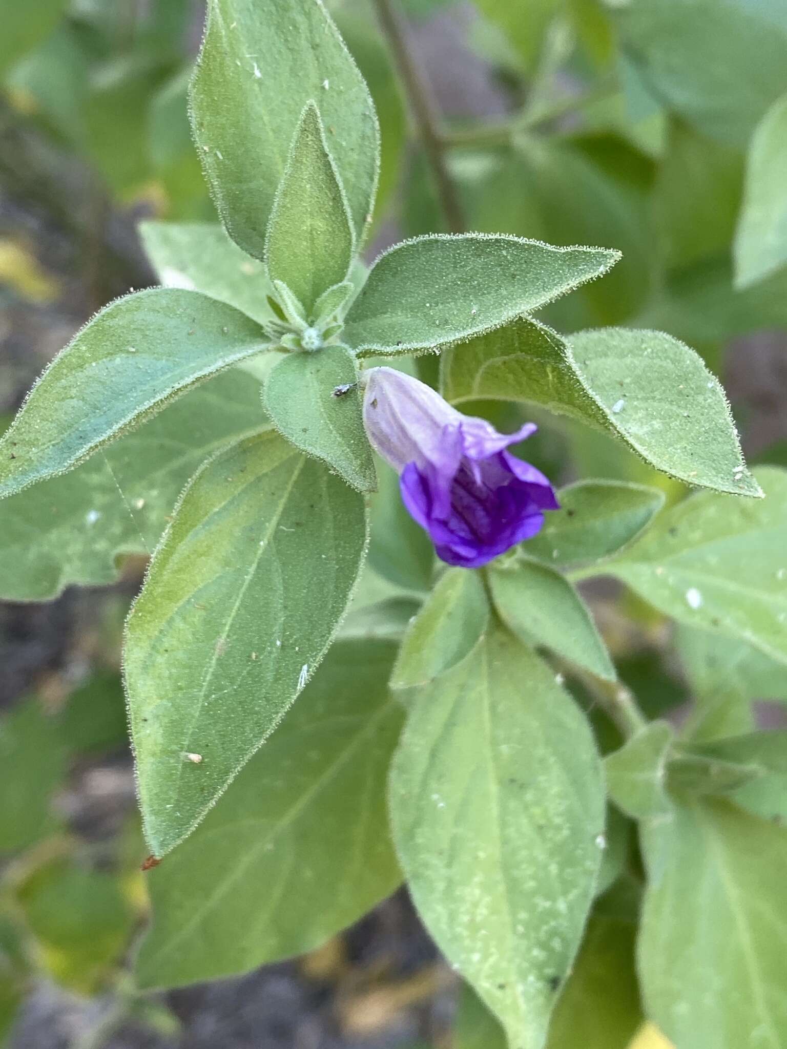 صورة Ruellia californica subsp. californica