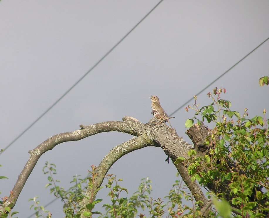 Image of Song Thrush