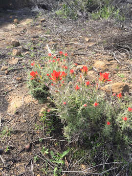 Слика од Castilleja foliolosa Hook. & Arn.